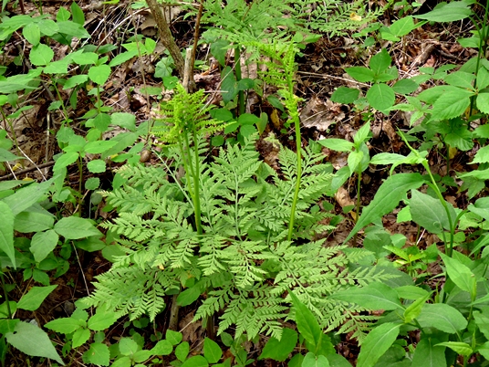 {Botrypus virginianus}